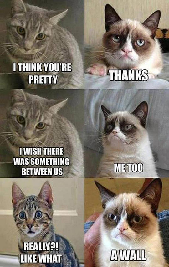 Funny grumpy cat conversation with cute cat [text]